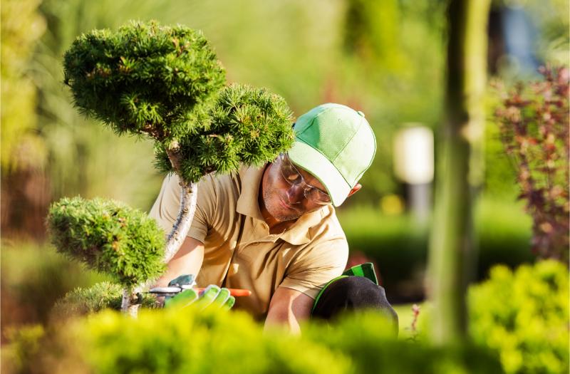 professional gardener pruning the decorative tree 2023 03 07 23 44 27 utc